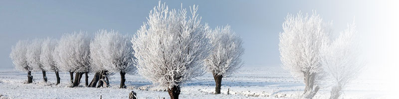 Защита плодовых деревьев и кустарников зимой